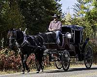 cross-percheron-horse