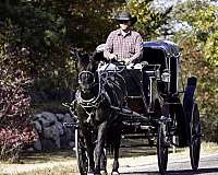 driving-percheron-horse