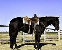 flashy-percheron-horse