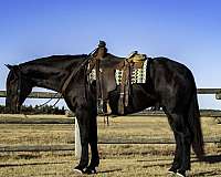 husband-safe-percheron-horse