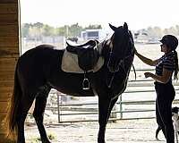 parade-percheron-horse