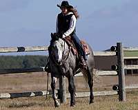 calf-roping-quarter-horse