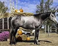 athletic-quarter-horse