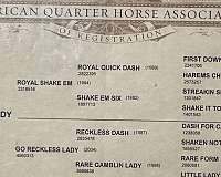 ranch-versatility-quarter-horse