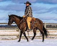 calf-roping-quarter-horse