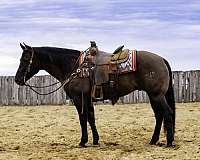 husband-safe-quarter-horse