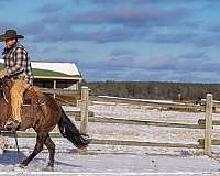 performance-quarter-horse