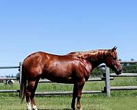 ranch-versatility-quarter-horse