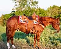 ranch-work-quarter-horse