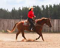 roping-quarter-horse