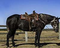 athletic-draft-horse