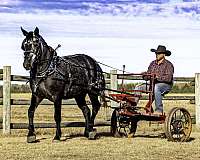 draft-horse