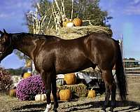 athletic-quarter-horse