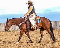 ranch-work-quarter-horse