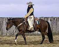 ranch-versatility-quarter-horse