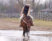 reined-cow-quarter-horse