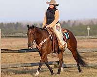 reining-quarter-horse