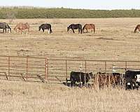 roping-quarter-pony