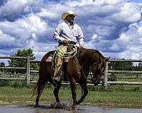 calf-roping-quarter-horse