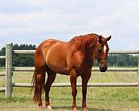 ranch-work-quarter-horse