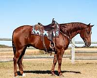 roping-quarter-horse