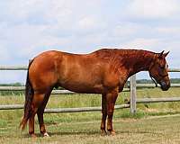 show-quarter-horse