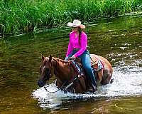 western-riding-quarter-horse