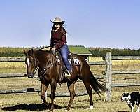 sorrel-quarter-horse-gelding