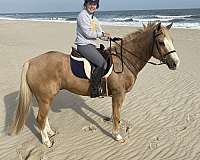 palomino-white-star-on-head-horse