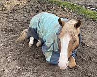 white-star-on-head-horse