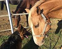 cowboy-mounted-shooting-quarter-horse