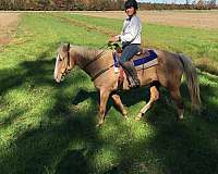 cowboy-mounted-shooting-quarter-horse