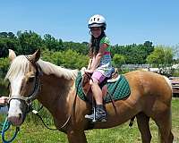 ridden-english-quarter-horse