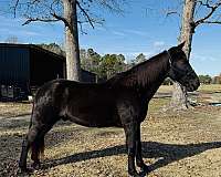 all-around-tennessee-walking-horse