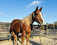 mahlstedt-ranch-quarter-horse