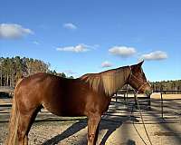 mahlstedt-ranch-horse