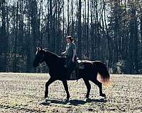 all-around-tennessee-walking-horse