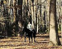 all-tennessee-walking-horse