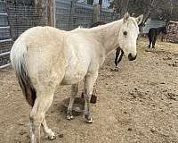 black-mane-tail-stocking-horse