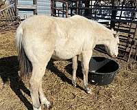 buckskin-black-mane-tail-stocking-horse