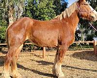 flaxen-mane-tail-horse