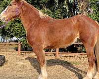 sorrel-flaxen-mane-tail-horse