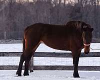 bay-friesian-mare