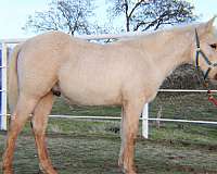 all-around-quarter-horse