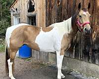 all-paint-horse