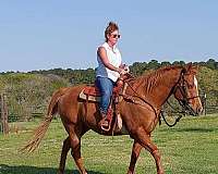 quarter-horse-gelding