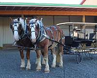 driving-belgian-horse