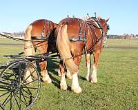 flashy-belgian-horse