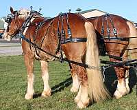 parade-belgian-horse