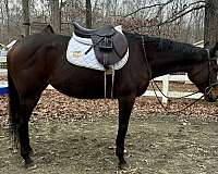 athletic-thoroughbred-horse